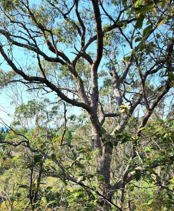 The Black Cockatoo - Secret Garden Treetops Home Katoomba Ngoại thất bức ảnh